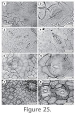 Figure 25