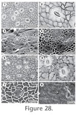 Figure 28.