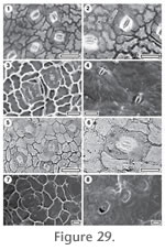 Figure 29.