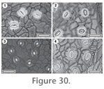 Figure 30.