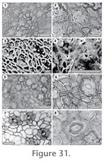 Figure 31.