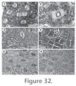 Figure 32.