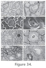 Figure 34.