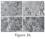 Figure 36.