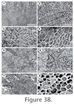 Figure 38.