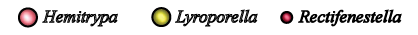 Hemitrypa, Lyroporella, &  Rectifenestella
