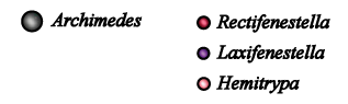 Archimedes, Hemitrypa, Laxifenestella &  Rectifenestella