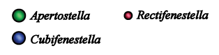 Archimedes, Hemitrypa, Laxifenestella &  Rectifenestella