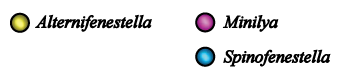 Alternifenestella, Minilya & Spinofenestella